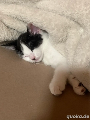 süße, weiblich, Baby Kätzchen 