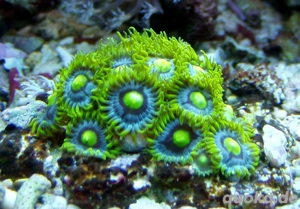 Korallenableger - Meerwasser- Zoanthus " Blue Berry Pie "