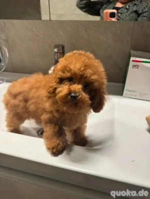 Maltipoo Mädel bleibt klein