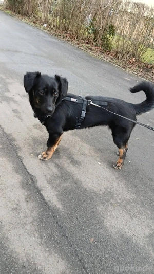 Anfängerhündin Lea(8 Mon,28 cm,8 kg) sucht liebevolle Familie 