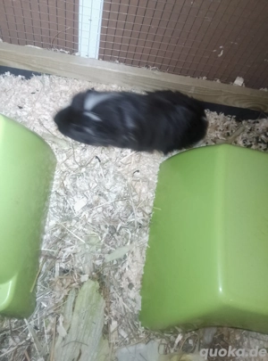 verkaufe ein Meerschweinchen Mann 