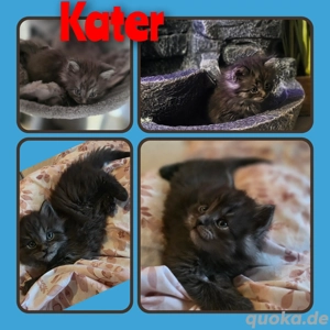 Maine-coon reinrassige 