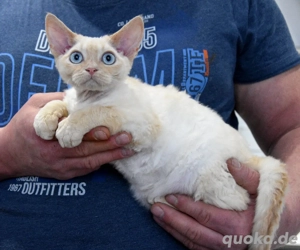 Devon Rex Kitten   weiblich und männlich. 