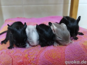 Süße Degu Kids in schwarz,schoko-Schecke,viele Mädels suchen ihren Lieblingsmenschen!