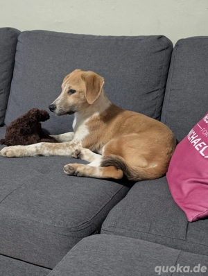 Schmusemaus Loulou sucht liebevolles Zuhause 