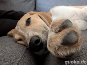 Schmusemaus Loulou sucht liebevolles Zuhause 