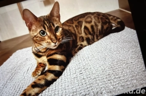 Wurfankündigung - Bengal-Katzen (TICA) - WordChampion im Stammbaum