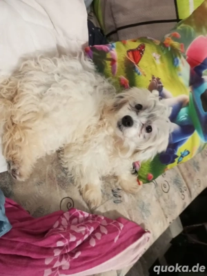 Pudel  Malteser Welpen 