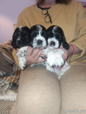 Amerikanische American Cocker Spaniel Welpen