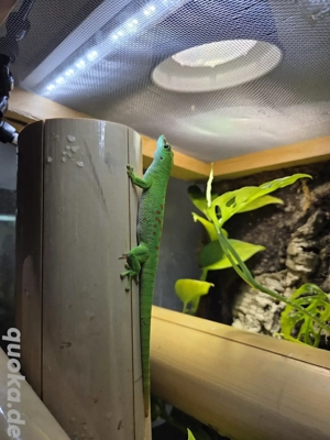 Madagaskar-Taggeckos abzugeben