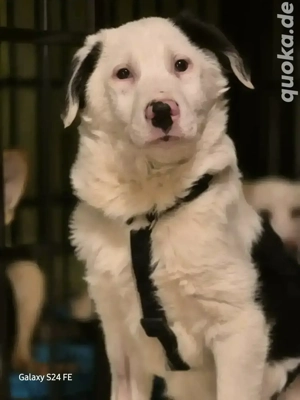 MARVEL - kluger Wirbelwind 