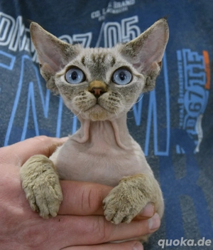 Devon Rex Kitten reinrassig , Stammbaum, EU-Impfausweis, Gesundheitsbescheinigung
