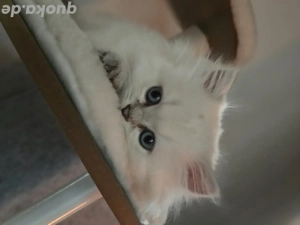 Die letzten zwei BKH Langhaar Mädchen mit wunderschönen blauen Augen