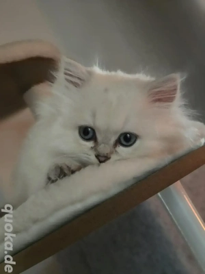 Die letzten zwei BKH Langhaar Mädchen mit wunderschönen blauen Augen