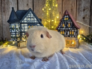 English Crested Kastrat, Creme d.e.