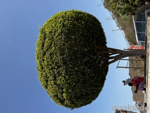 Suche ein älteres Paar ab 50