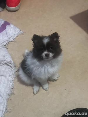 wempen pomeranian