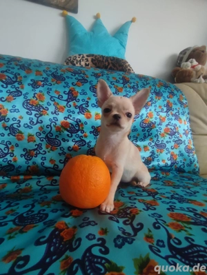 Chihuahua-Welpe (weiblich) zu verkaufen