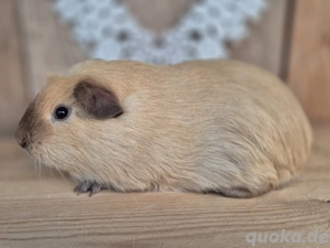 Englisch Crested Kastrat, Creme California Schokolade