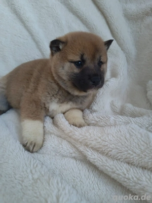 Shiba Inu Welpen