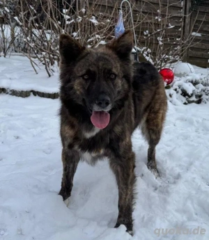 wunderschöne, aktive, katzenverträgliche Hündin "Toffee" sucht ein liebevolles Zuhause 