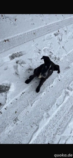 Labrador, Schäferhund, Mischlinge