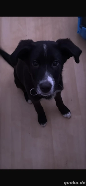 Labrador, Schäferhund, Mischlinge