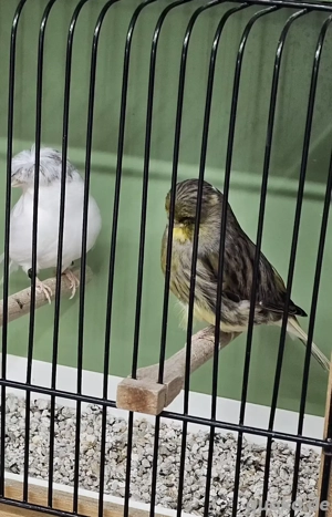 Kanarienvögel Gloster