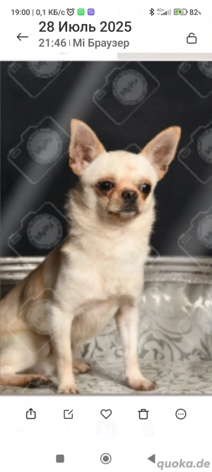 Wunderschöner Chihuahua-Deckrüde (nicht zu verkaufen)