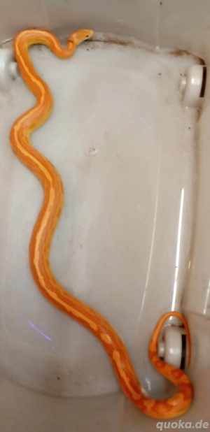 Gebe 2 Kornnattern ab