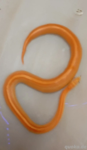 Gebe 2 Kornnattern ab 