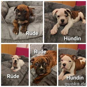 Old English Bulldog Boxer welpen abzugeben 