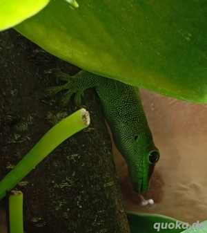 1 Paar Madagaskar Taggeckos abzugeben 