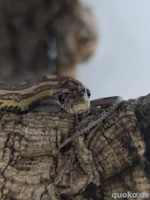 0.1 Kornnatter (Sunkissed Motley Anery) Bild 3