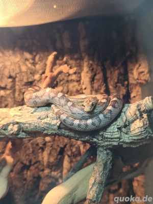 0.1 Kornnatter (Sunkissed Motley Anery)