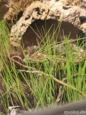 0.1 Kornnatter (Sunkissed Motley Anery) Bild 4