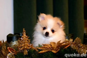 Zwergspitz Pomeranian Welpen nur noch 1 Welpe