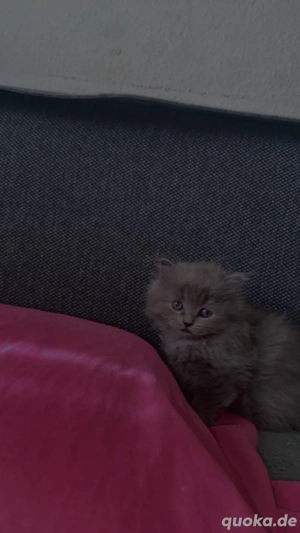 Langhaar baby katze 