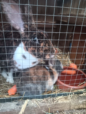 Königsmantelschecke zur Abgabe bereit 