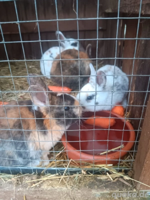 Hasenbabys ( königsmantelschecke) abzugeben 