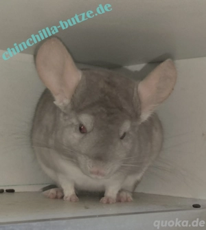 Chinchillas zur Abgabe