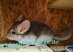 Chinchillas zur Abgabe