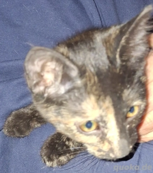 1 Wunderschönes aktives Glücks Kitten mit Katzenmutter suchen ein neues Zuhause!!!!