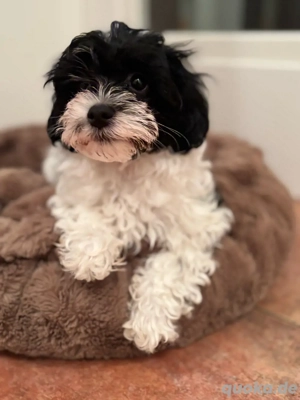 Süßer Havaneser-Malteser-Welpe