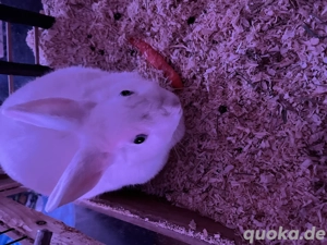 Kaninchen verschenken 