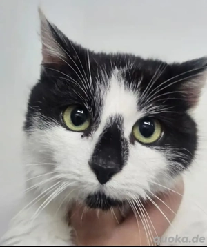 Snoopy Prinz Puschel sucht verkuschelte Familie zum Spielen