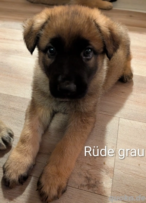 Deutscher Schäferhund Welpe reinrassig *nur noch 1 Rüde frei*