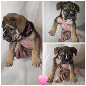 Old english bulldoggen 