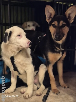 Dora - Schäferhund-Mix-Hündin