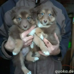 Verkaufe Australien Shepherd Welpen 